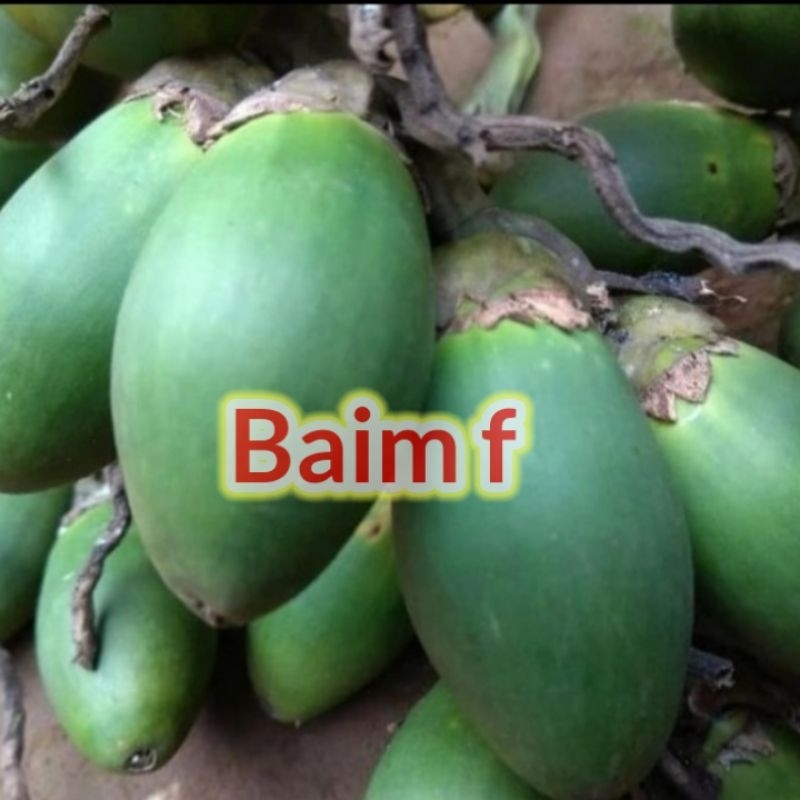 

buah pinang muda segar