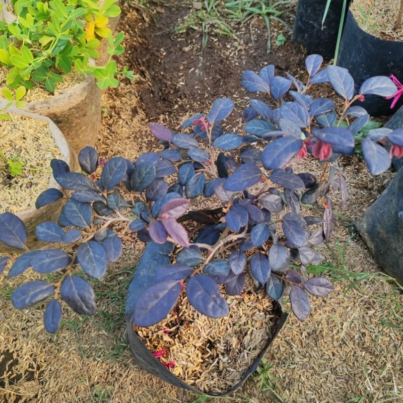 Pohon Serut Merah /Pitaloka (Loropetalum) tanaman hias