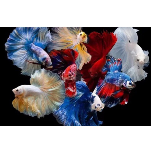 Cupang isi 5 Halfmoon murah