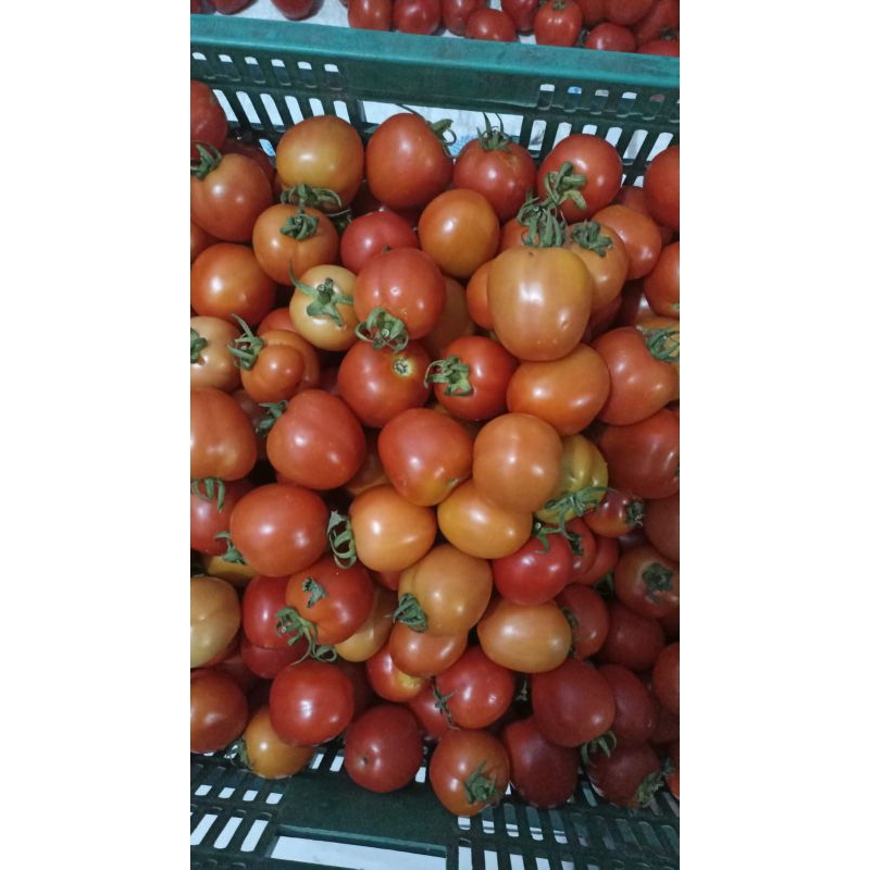 

Tomat Organik Fresh Besar