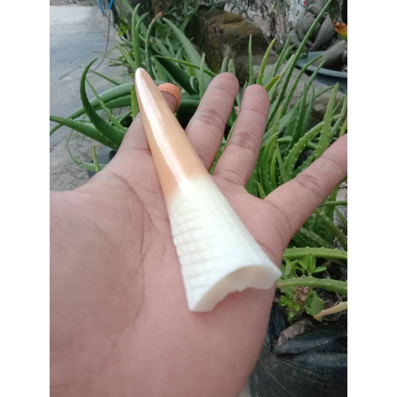 once pipa cangklong tulang model tarduy