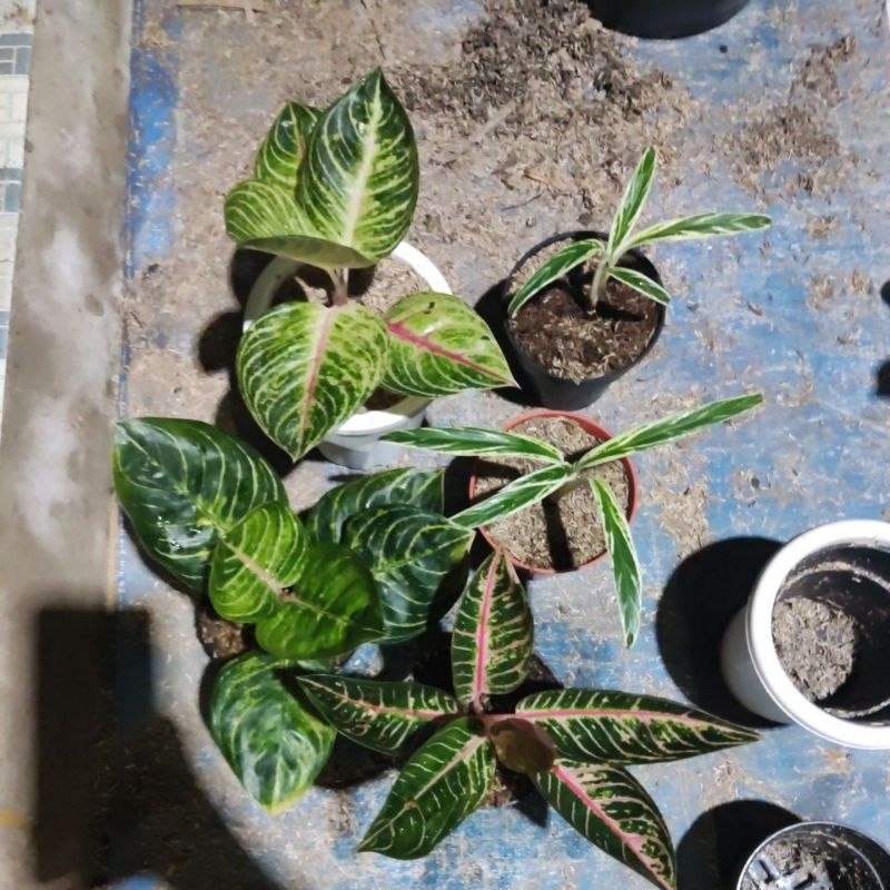 paket 4 jenis aglonema