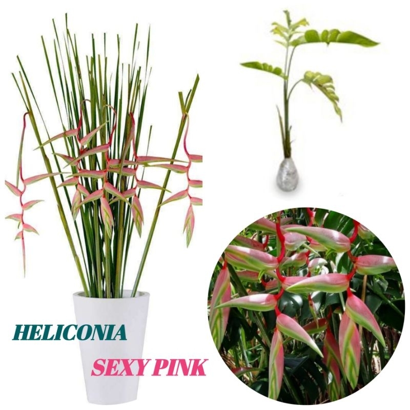 BIBIT HELICONIA SEXY PINK TANAMAN HIAS UNIK