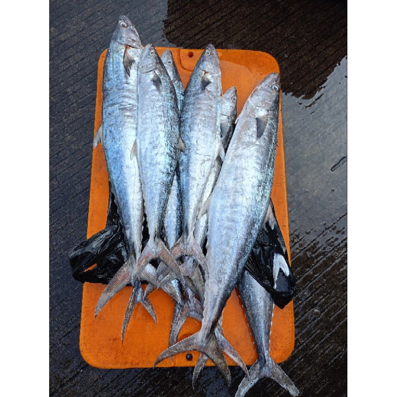 

ikan tengiri