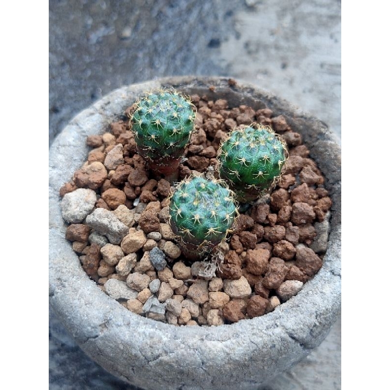 FRAELEA//KAKTUS//KAKTUS HIAS//KAKTUS MURAH//KAKTUS LUCU//KAKTUS MINI//KAKTUS TAMAN//KAKTUS OUTDOOR//