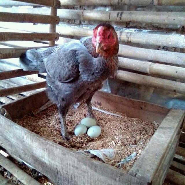 TELUR AYAM BIRMA ORI TELUR IJO SUPER PRANGGAL UNTUK DI TETASKAN