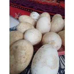 

TELUR ANGSA TEMBUHUK / TELUR ANGSA BUSUK/TELUR ANGSA FRES