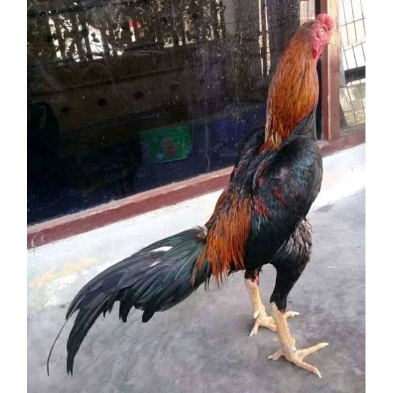 

TELUR FERTIL AYAM BANGKOK KLASIK JUMBO