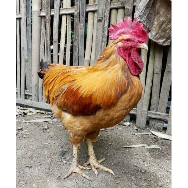 

TELUR FERTIL AYAM MERAWANG AYAM PEDAGING DAN PETELUR UNTUK DI TETASKAN
