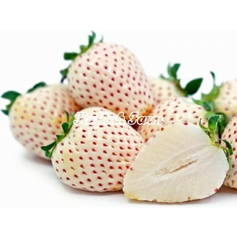 Benih 5 Biji STRAWBERRY Putih