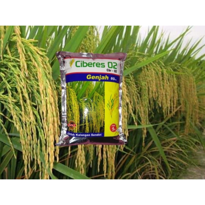 Benih Padi Ciberes 02 padi tahan serangan tikus