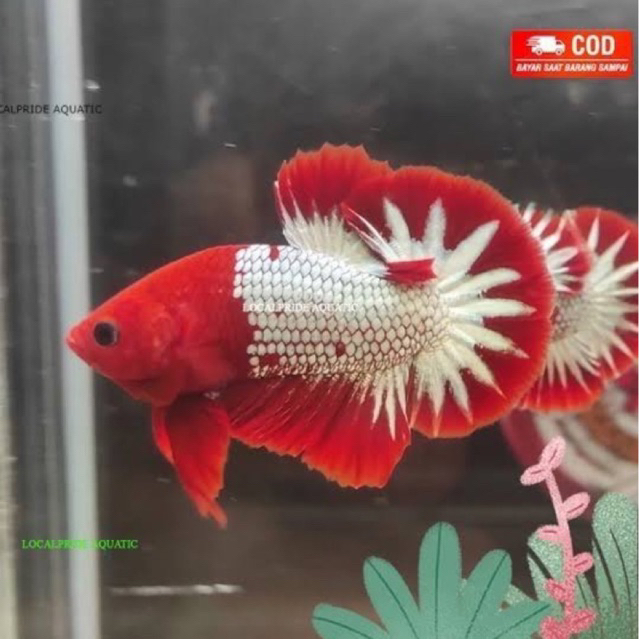 CUPANG FCCP ORI VIETNAM