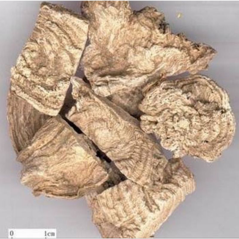 

600 G GR GRAM 商陆 SHANG LU RADIX PHYTOLACCAE ROOT OF PHYTOLACCA ACINOSA