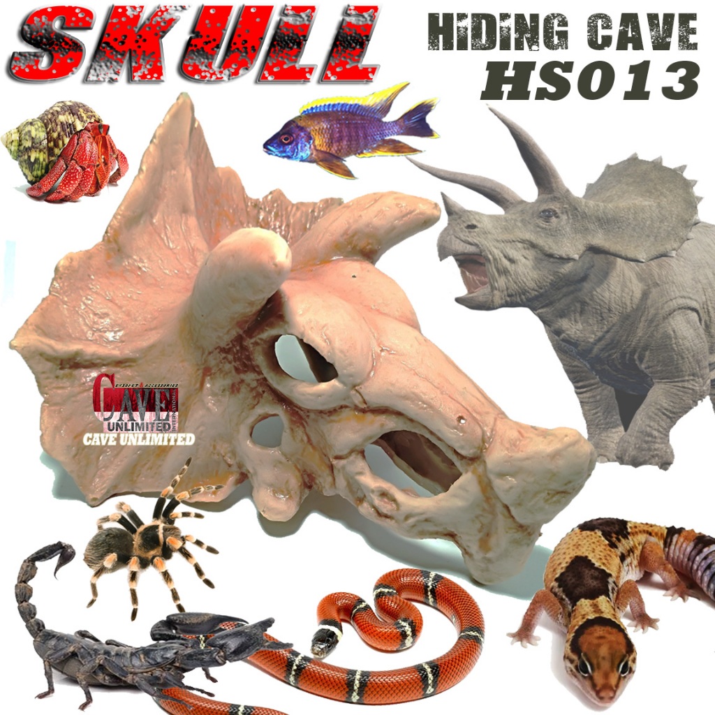 HS013 HIDINGCAVE SKULL SKELETON TENGKORAK KERANGKA FOSIL HEWAN DINOSAURUS TRICERATOPS GOA RUMAH TEMP