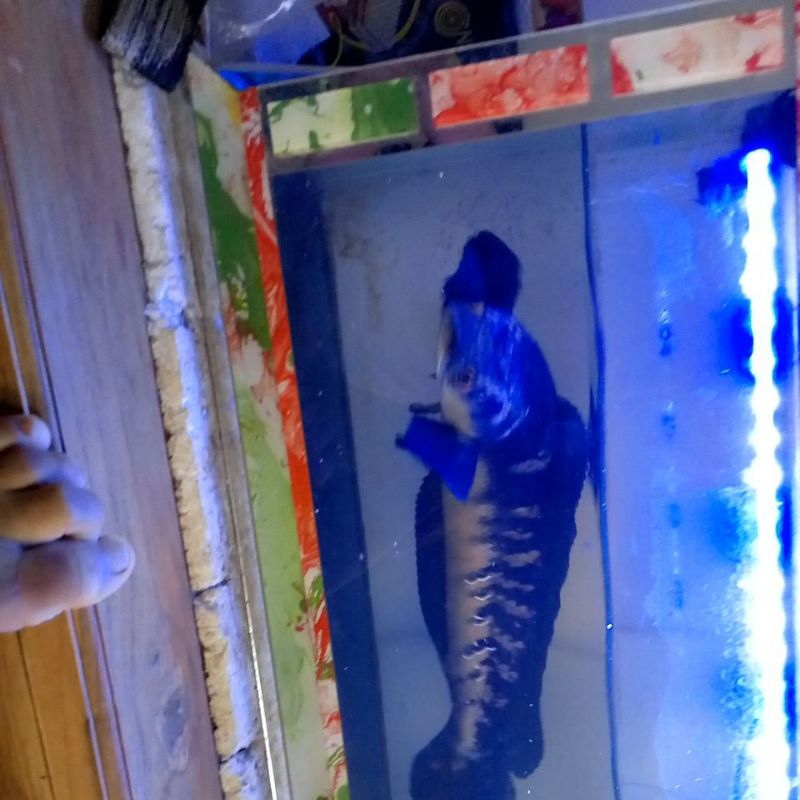 Ikan Chana Maru Ys asli Promo