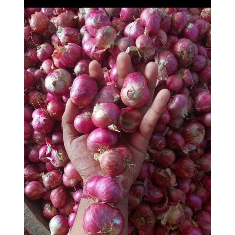 

Bawang Merah