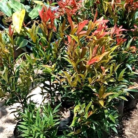 Tanaman Hias Pucuk Merah Tinggi 1m