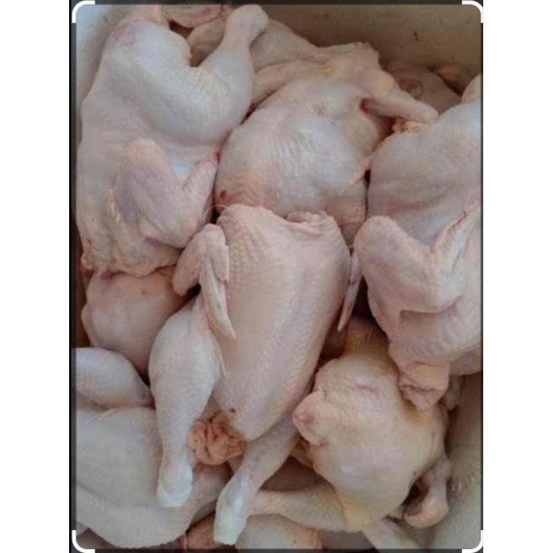 

Ayam Potong