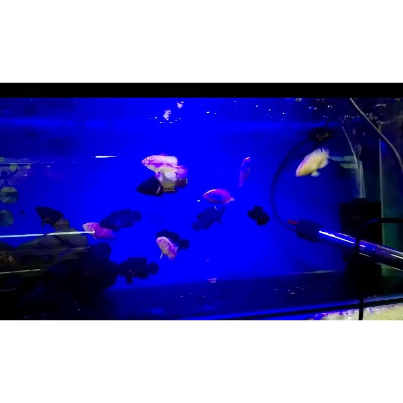 Packing box Baby oscar black tiger dan albino cantik