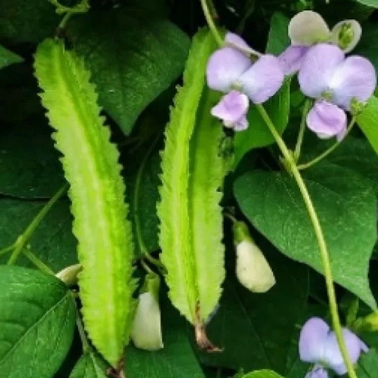 Benih Sayur KECIPIR HIJAU Cipir Cicipir - Repack Dramaga Seed Fairuz IPB