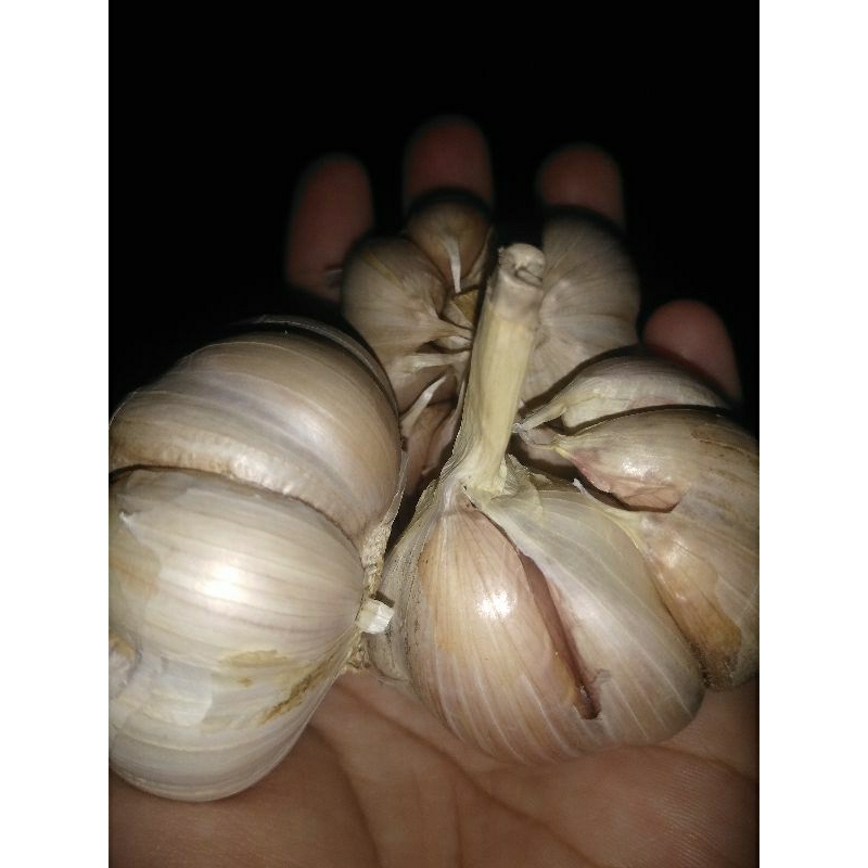 

bawang putih lokal murah