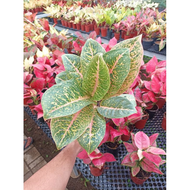 Aglonema Harley Queen