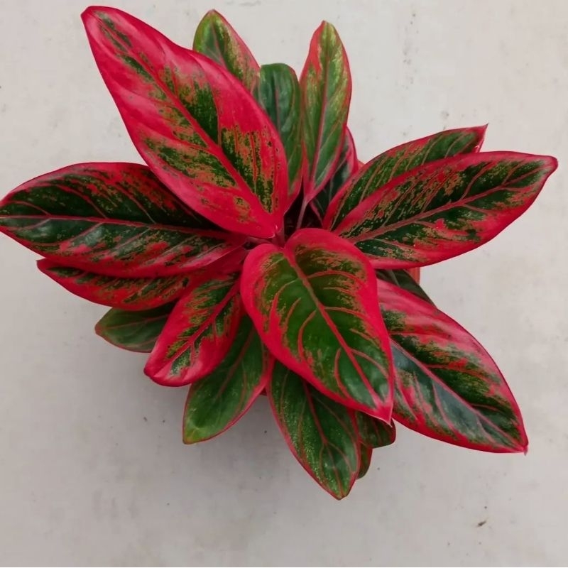 Aglonema Red Lipstik / Aglonema Siam Aurora merah merona / Red lipstik Mutasi