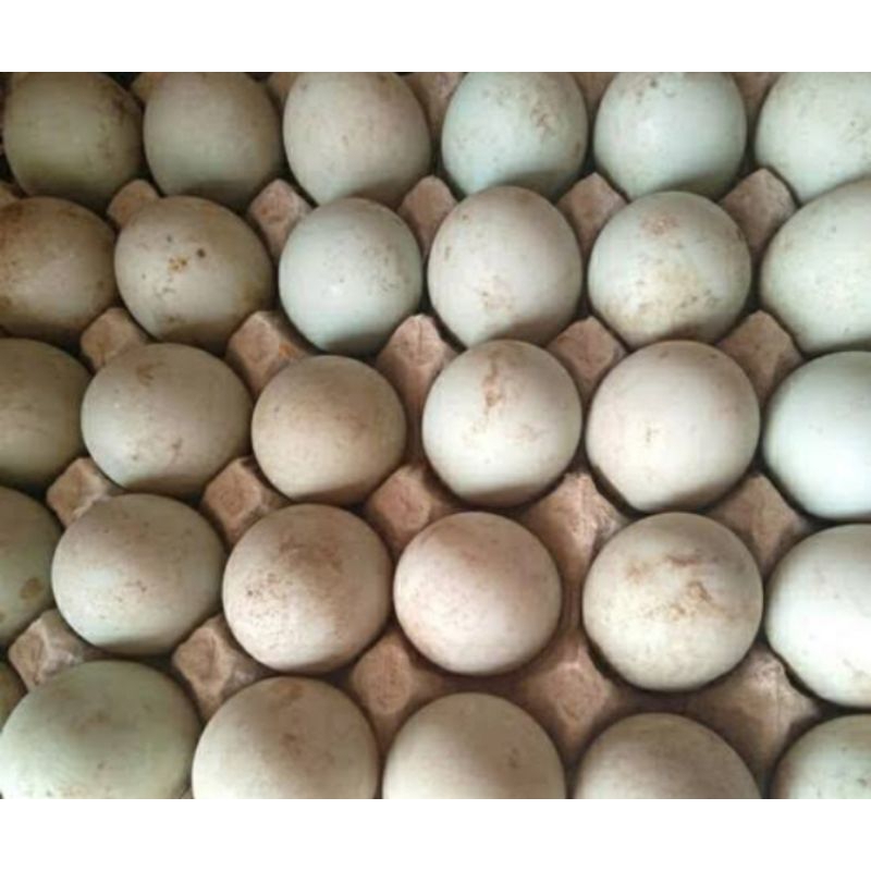 

RB telur bebek tawar mentah 5 butir