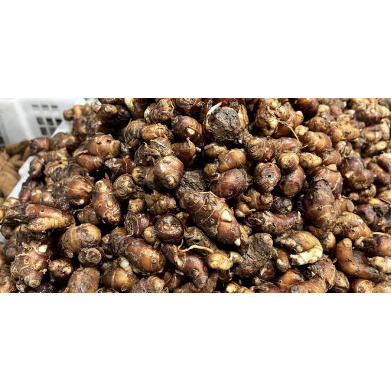 

Kencur Mentah/ Cekur