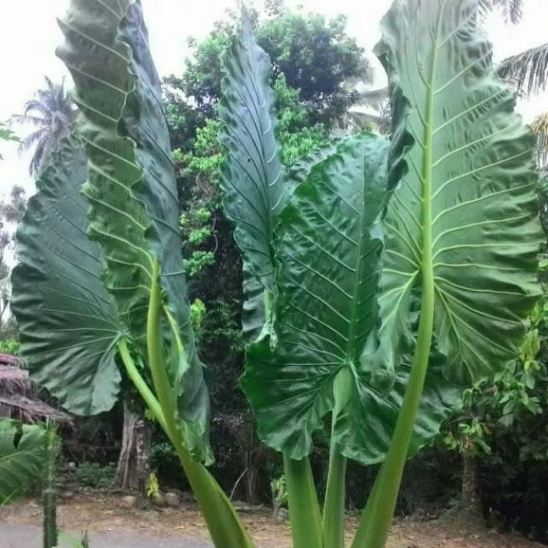 Bibit keladi hias keladi sente jumbo 3 pcs 3 batang