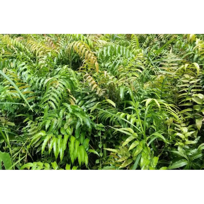 Daun Kelakai Kering