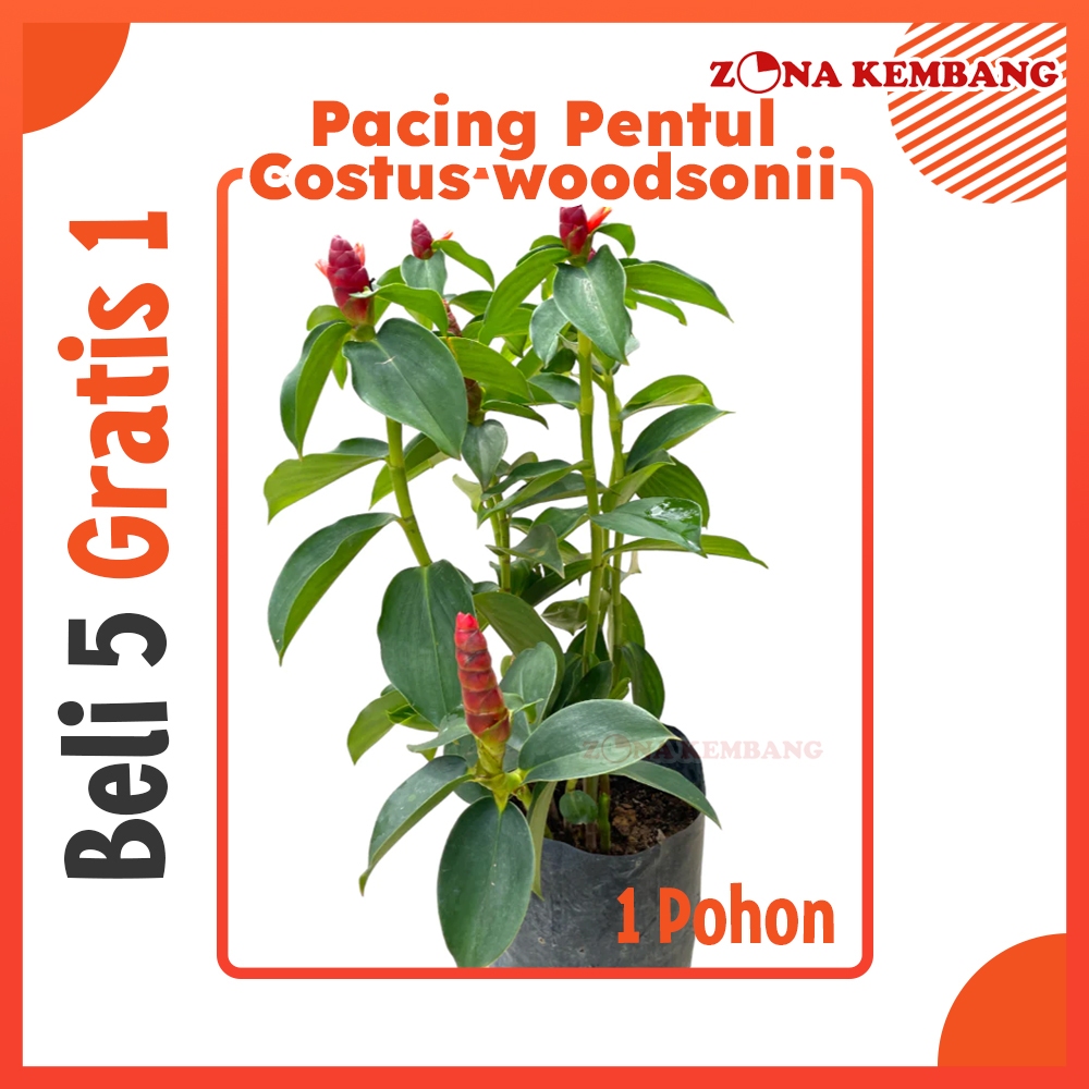 Tanaman Pacing Pentul Tanaman Bunga Pacing Tanaman Pacing Pentul Merah Tanaman hias pacing pentul