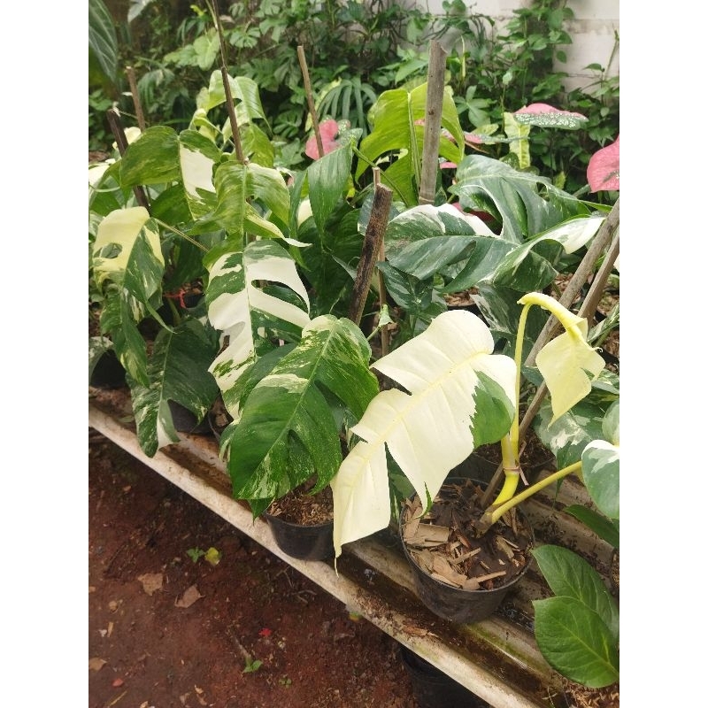 tanaman hias epipremnum epipremnum epip variegata