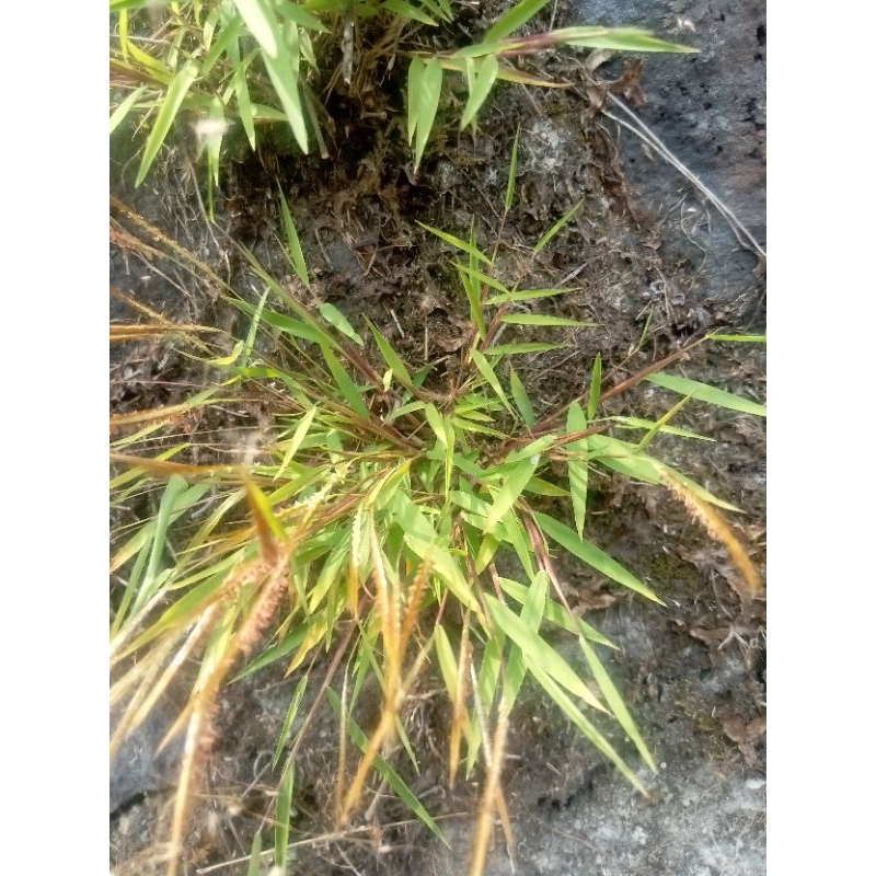 bambu jepang / buluh perindu / rumput bujang