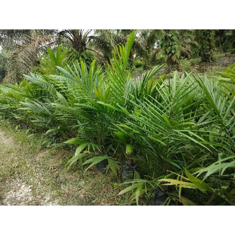 bibit kelapa sawit marihat pelepah panjang
