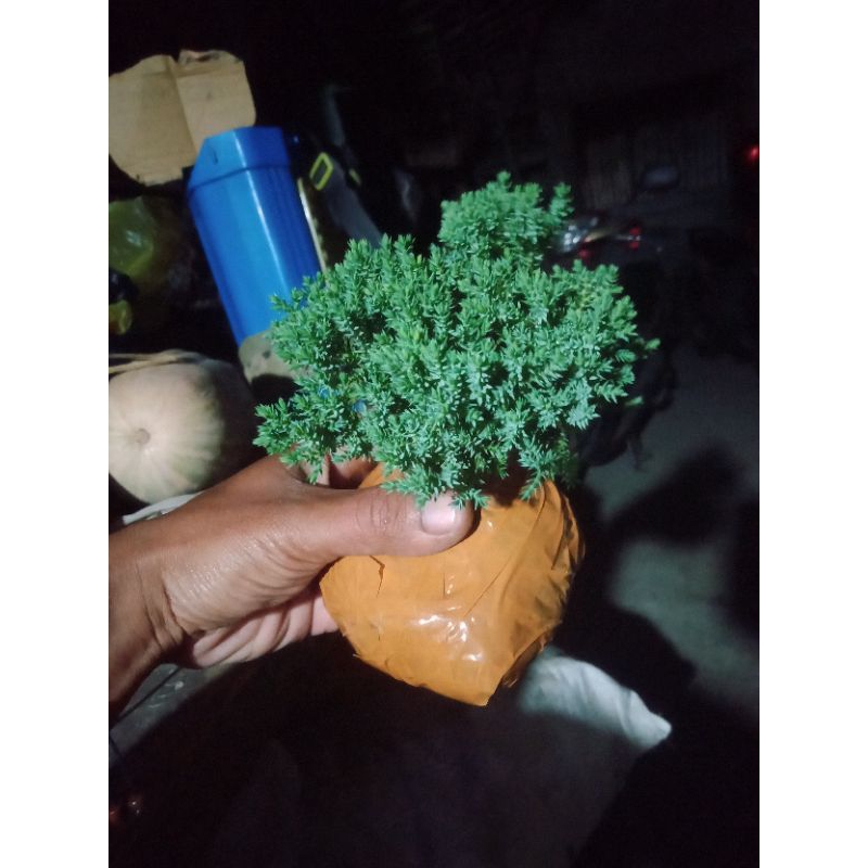 cemara dwarf japanese procumben nana