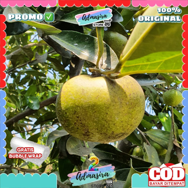 

Buah Giant BLACK SAPOTE Siap Matang (Sawo Hitam)