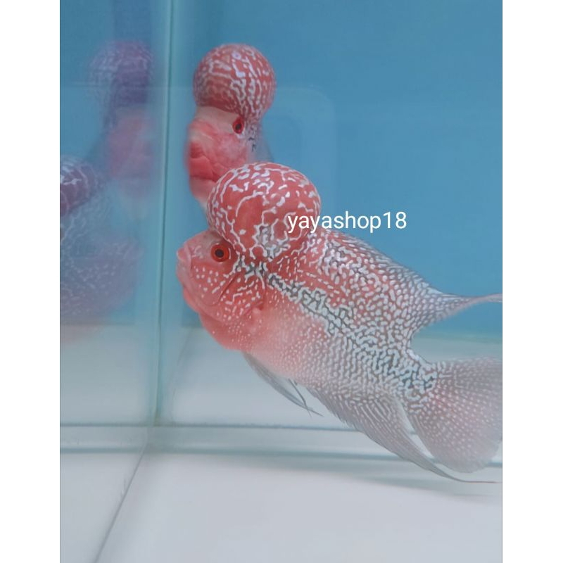 Hisperingin_ Louhan Srd / Srm Jenong Besar Mutiara Full Grade A