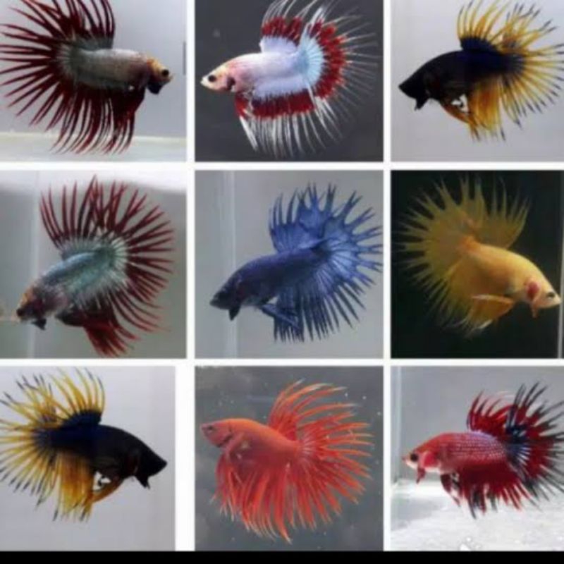 Dekorasi cupang serit ct crowntail cupang