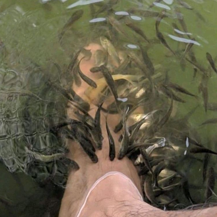 BIBIT TERAPI/NILEM UK 1-3 CM PAKET 50-100 EKOR