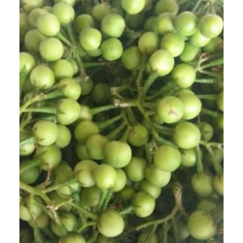 

takokak,rimbang 500gr