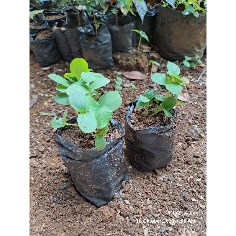 10 Bibit Beligo Bligo Kundur TUMBUH siap ditanam, obat Herbal berkhasiat