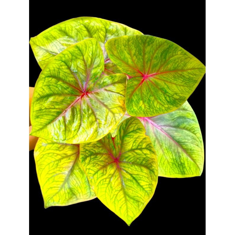 caladium yellow ocean