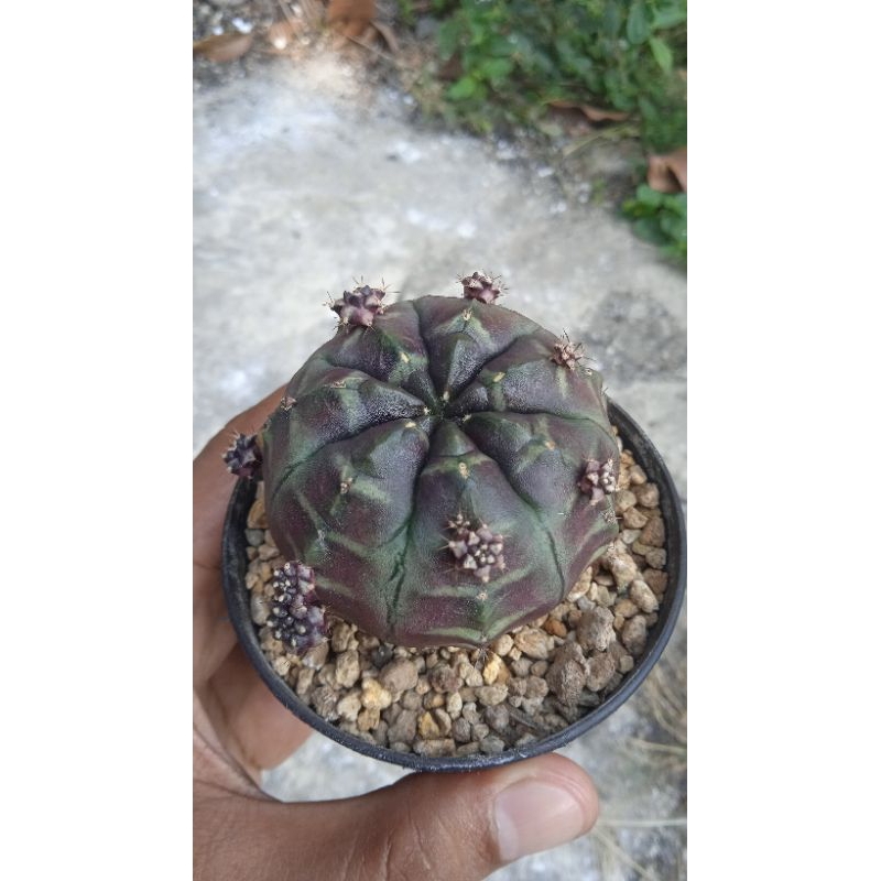 Tanaman hias kaktus indukan daydream onroot joss