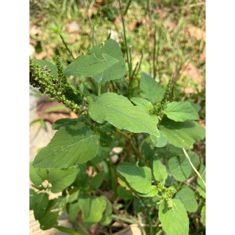 

Daun bayam liar daun bayam hutan segar 400 gram-az