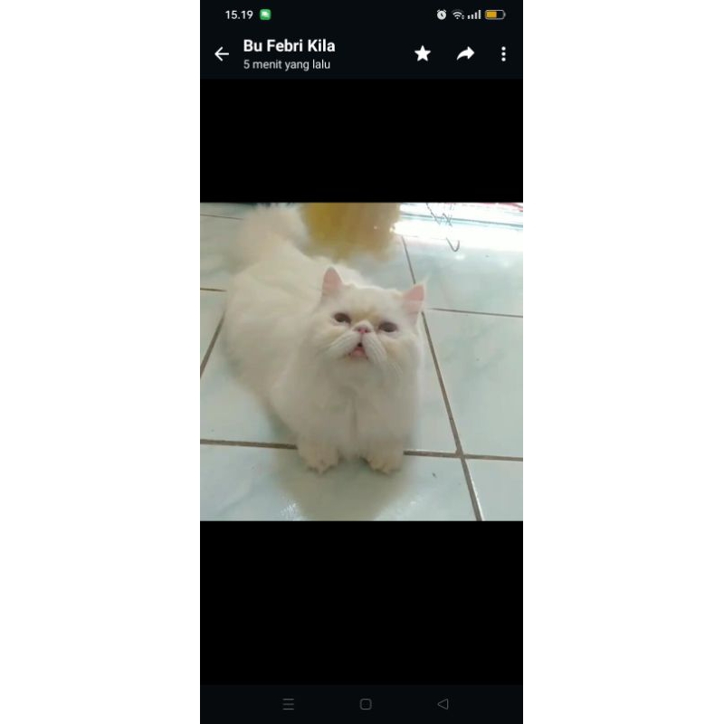 

poster kucing cantik