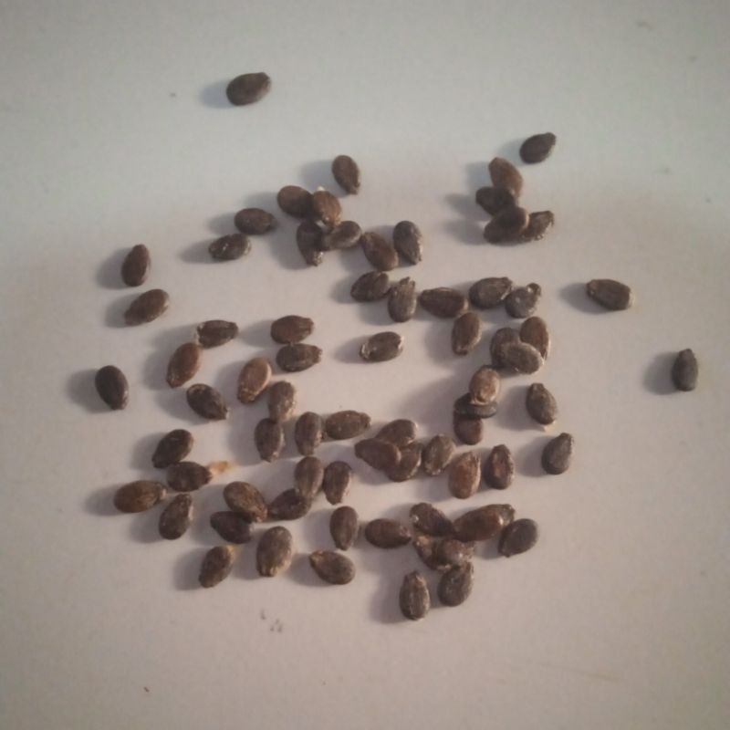 Bibit semangka kuning