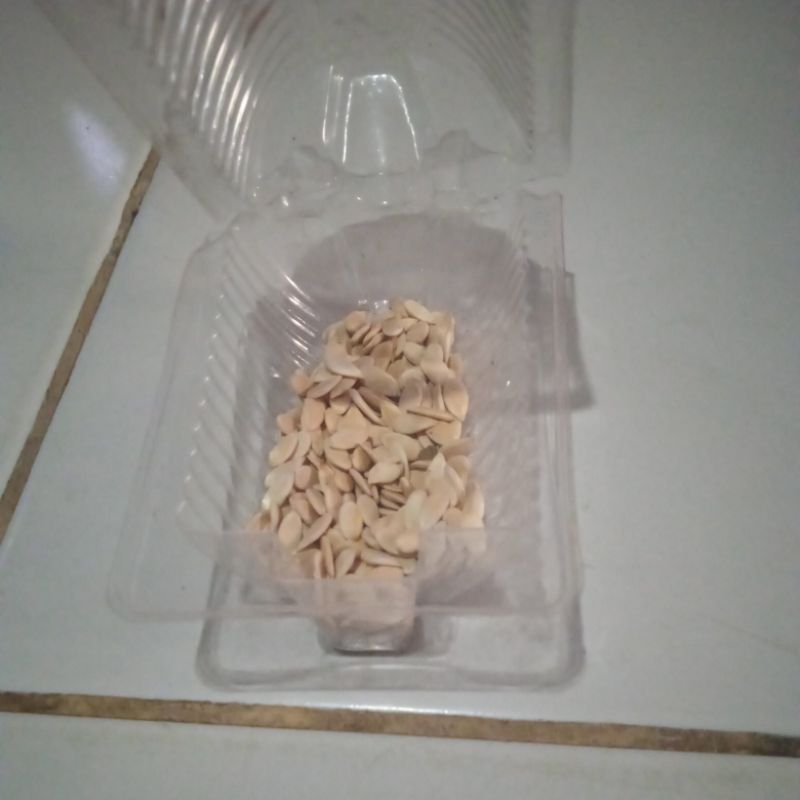 Bibit melon madu unggul