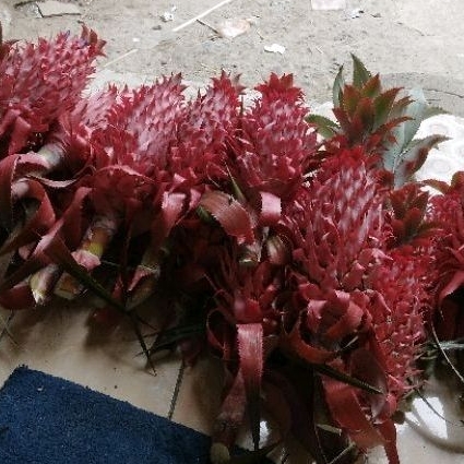

nanas muda,asli nanas hutan tuk melancarkan haid