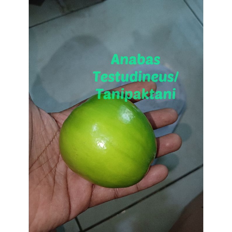 Buah segar Apel india / Putsa / Bekul per buah